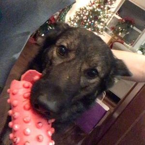 Meet your Posher, Grrrr